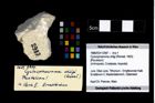 Foto (Objekt + Etikett) von Cyclosphaeroma uhligi (Remeš, 1903) (NHMW-GEO-1990-0041-2987)